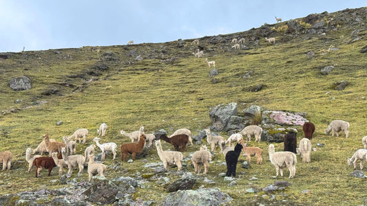 Perché gli alpaca sono così importanti nelle culture andine?